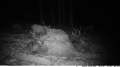 20MP 1080P Outdoor Hunting Trail Camera – IP65 Waterproof with 5000mAh Battery for Wildlife Surveillance