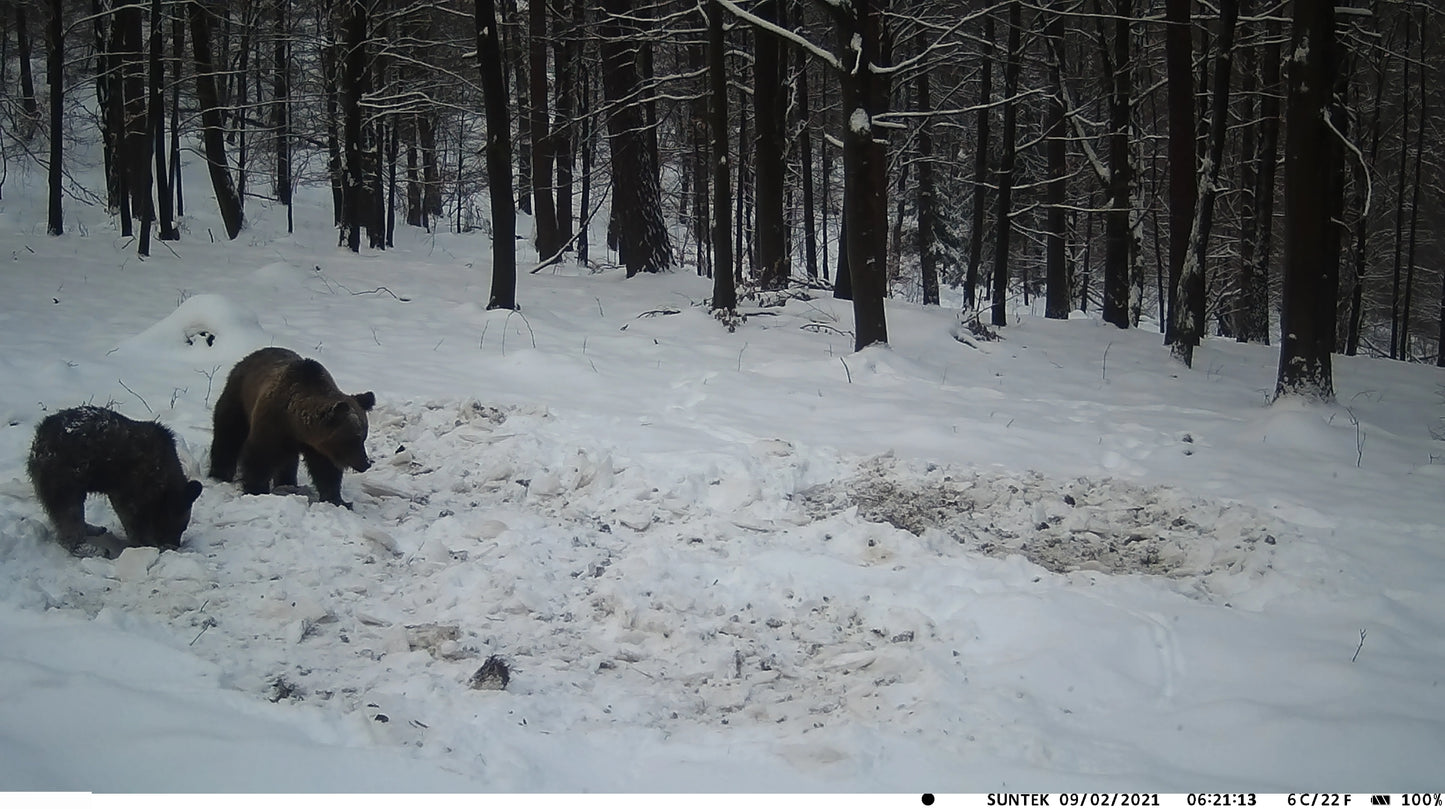 20MP 1080P Outdoor Hunting Trail Camera – IP65 Waterproof with 5000mAh Battery for Wildlife Surveillance