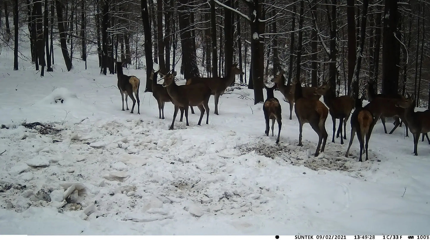 20MP 1080P Outdoor Hunting Trail Camera – IP65 Waterproof with 5000mAh Battery for Wildlife Surveillance