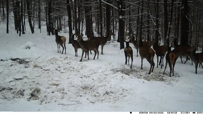 20MP 1080P Outdoor Hunting Trail Camera – IP65 Waterproof with 5000mAh Battery for Wildlife Surveillance